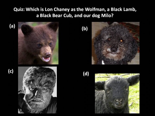Milo, Wolfman, Lamb, Bear Cub